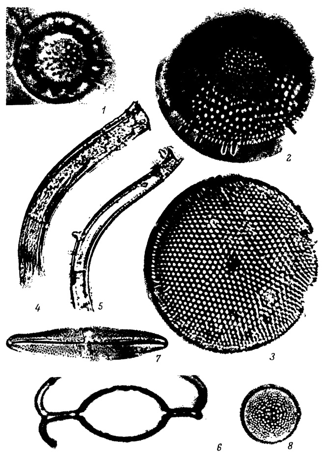  LXXX.    , -    (). 1 - Thalassiosira nidulus (Temp, et Brun) Jouse, 2 - T. gravida f. fossilis Jouse, 3 - T. excentrica (Ehr.) Cl., 4 - Rhizosolenia curvirostris var. inermis Jouse, 5 - R. curvirostris Jouse, 6 - Chaetoceros ductus Gran, 7 - Trachyneis aspera (Ehr.) Cl., 8 - Actinocyclus oculatus Jouse