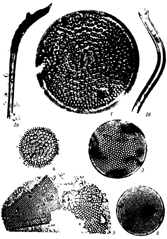  LXXXI.     , -   . 1 - Actinocyclus ochotensis Jouse var., 2, 2 - Rhizosolenia curvirostris Jouse, 3 - Thalassiosira excentrica (Ehr.) Cl., 4 - Coscinodiscus marginatus Ehr., 5 - C. wailesii Gran et Angst, 6 - Actinecyclus ochotensis Jouse
