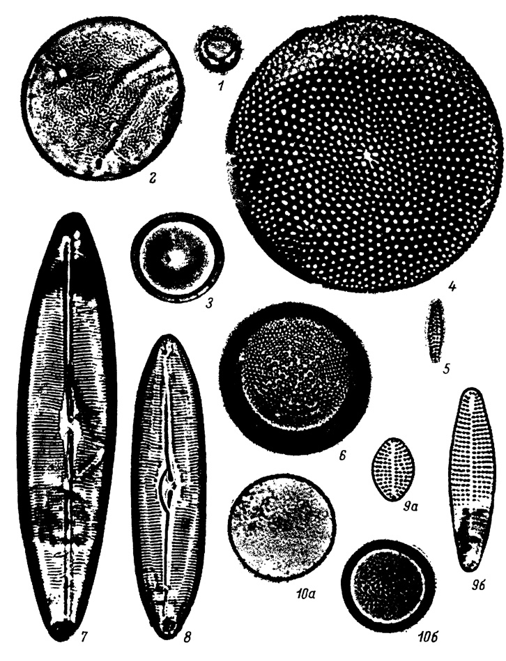  LXXXII.     , .   . ( ). 1 - Melosira sulcata (Ehr.) Kutz., 2 - Porosira glacialis Jorg., 3 - Hyalodiscus obsoletus Sheshuk., 4 - Coscinodiscus perforatus var. cellulosus Grun., 5 - Cymatosira belgica Grun., 6 - Actinocyclus ehrenbergii Ralfs, 7 - Caloneis formosa Cl., 8 - Scoliopleura tumida (Breb.) Rabenh.. 9a, 9 - Rhaphoneis surirella Grun., 10a, 10 - Coscinodiscus granulosus Grun