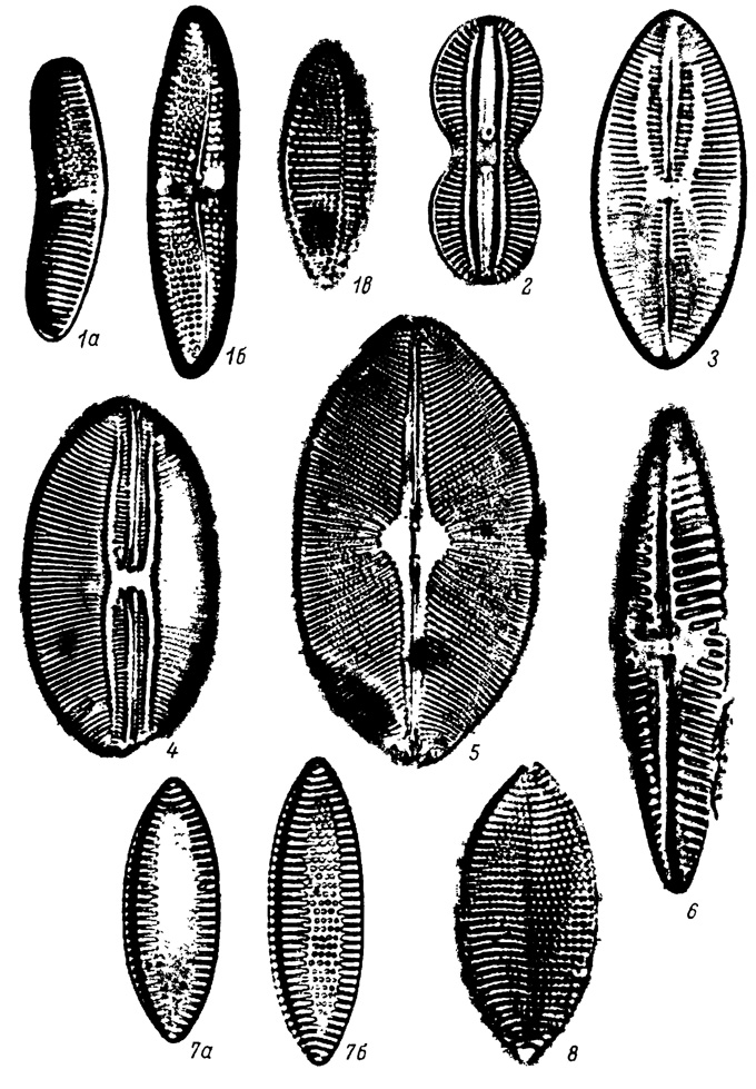  LXXXIII.     , .   . ( ) (). 1a-1 - Achnanthes brevipes var. intermedia (Ktz.) Cl., 2 - Diploneis interrupta Cl., 3 - Navicula abrupta Greg., 4 - N. lyra var. subelliptica Cl., 5 - N. monilifera var, heterosticha Cl., 6 - N. distans W. Sm., 7a, 7 - Nitzschia navicularis Grun., 8 - N. punctata Grun