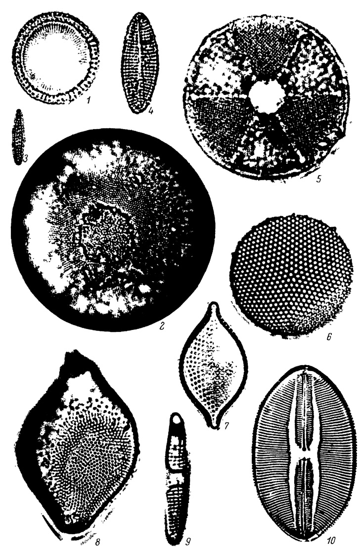  LXXXIV.     , . ϸ ( ). 1 - Melosira sulcata (Ehr.) Kutz., 2 - Podosira stelliger (Bail.) Mann, 3 - Cymatosira belgica Grun., 4 - Rhaphoneis surirella Grun., 5 - Actinoptychus undulatus Ralfs, 6 - Thalassiosira excentrica Cl., 7 - Rhaphoneis amphiceros Ehr., 8 - Biddulphia rhombus W. Sm., 9 - Plagiogramma staurophorum Heib., 10 - Navicula lyra var. subelliptica Cl