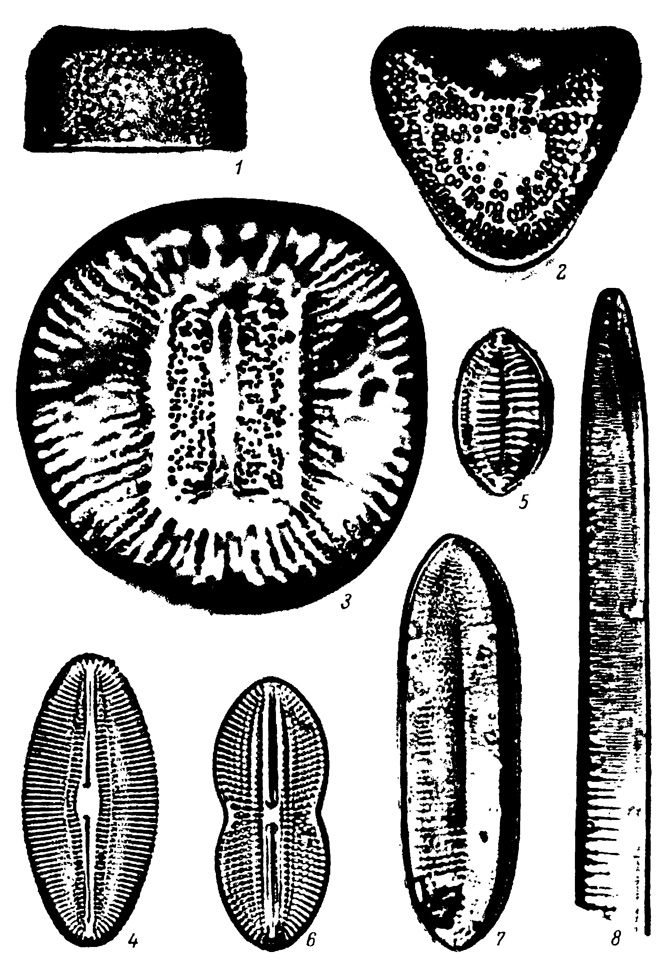  LXXXV.     ,  . 1 - Melosira moniliformis (. Mull.) Ag., 2 - Campylodiscus echeneis Ehr., 3 - C. clypeus Ehr., 4 - Diploneis smithii (Breb.) Cl.f 5 - Nitzschia tryblionella var. victoriae Grun., 6 - Diploneis didyma (Ehr.) Cl., 7 - Nitzschia circumsuta (Bail.) Grun., 8 - N. scalaris (Ehr.) W. Sm