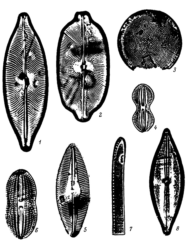  LXXXVI.     ,  . (). 1 - Navicula elegans W. Sm., 2 - N. humerosa Breb., 3 - Coscinodiscus commutatus Grun., 4 - Diploneis interrupta (Kutz.) Cl., 5 - Navicula palpebralis var. angulosa Greg., 6 - Diploneis didyma (Ehr.) Cl., 7 - Nitzschia obtusa W. Sm., 8 - Anomoeoneis sphaerophora (Kutz.) Pfitz
