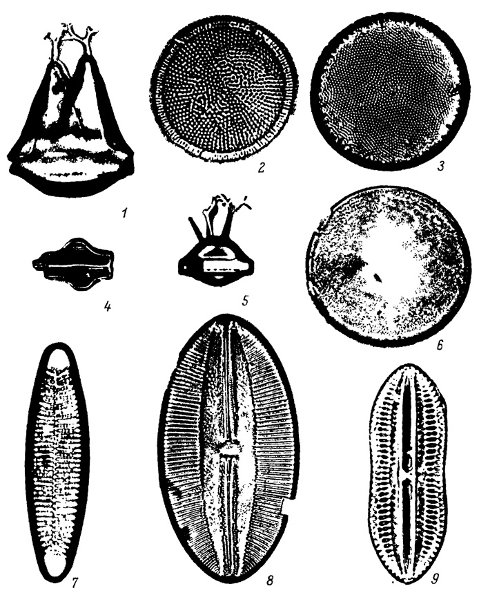  LXXXVIII.       ,  . 1 - Coscinodiscus perforatus Ehr., 2 - Auliscus coelatus Bail., 3 - Coscinodiscus radiatus var. parvus Grun., 4 - Actinoptychus undulatus (Bail.) Ralfs, 5 - Rhabdonema japonicum Temp, et Brun, 6 - Navicula lyra var. elliptica A. S., 7 - Diploneis bombus Ehr