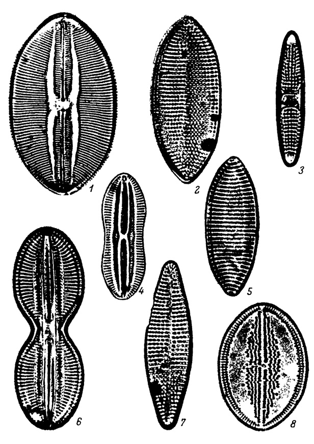  LXXXIX.    ,  . 1 - Navicula spectabilis (Ehr.) Ralfs, 2 - Nitzschia punctata (W. Sm.) Grun., 3 - Plagiogramma staurophorum (Greg.) Cl., 4 - Diploneis incurvata (Greg.) Cl., 5 - Nitzschia navicularis (Breb.) Grun., 6 - Diploneis interrupta (Kutz.) Cl., 7 - Rhaphoneis surirella (Ehr.) Grun., 8 - Cocconeis californics Grun