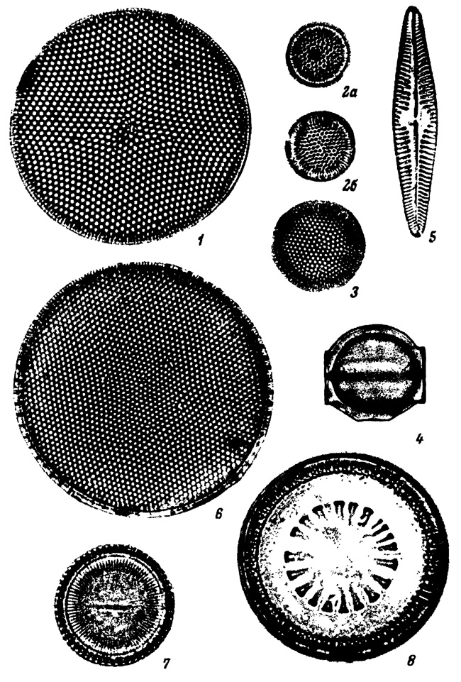  .    ,   (). 1 - Thalassiosira excentrica (Ehr.) Cl., 2a, 2 - T. excentrica var. minor Poretzky, 3 - T. decipiens (Grun.) Jorg., 4 - Melosira arctica (Ehr.) Diokie, 5 - Navicula distans W. Sm., 6 - Thalassiosira polychorda (Grun.) Pr.-Lavr., 7 - Melosira sulcata (Ehr.) Kutz., 8 - M. sulcata f. coronata Grun