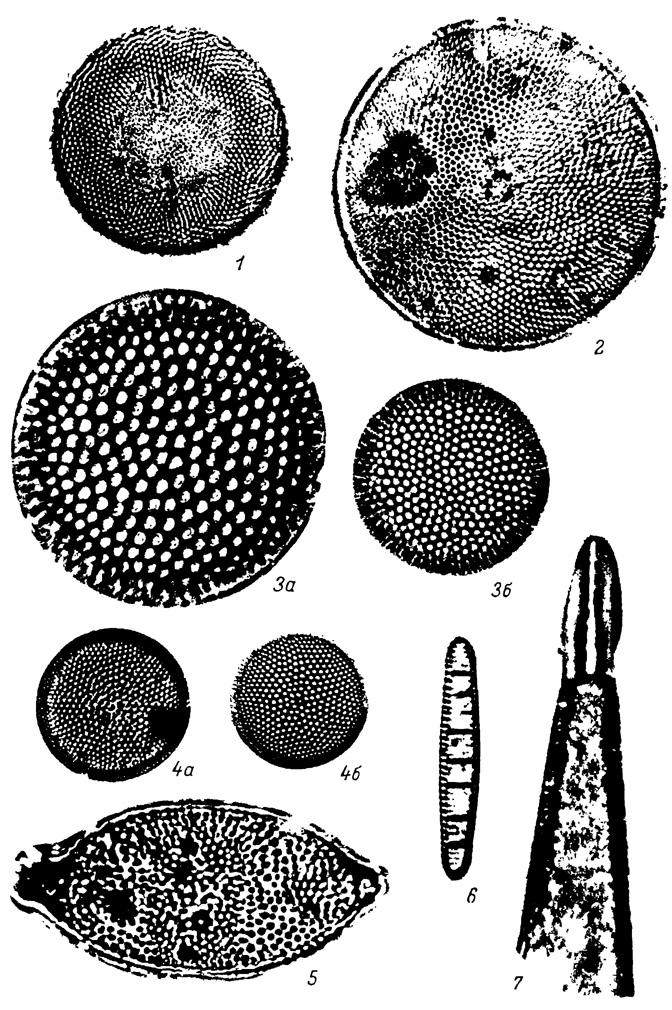  XCI.    , -   . 1 - Thalassiosira gravida Cl., 2 - Coscinodiscus curvatulus Grun., 3, 3 - C. marginatus Ehr., 4a, 4 - Actynocyclus divisus (Grun.) Hust., 5 - Biddulphia aurita Breb. et Godey, 6 - Denticula seminae Simonsen et Kanaya, 7 - Rhizosolenia hebetata f. hiemalis Gran