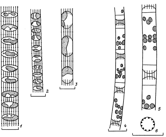 . 4. 1-3 - Sceletonema costatum (Grev.) Cl.: 1, 2 - , 3 -   .   (-, , 1968); 4-6 - S. cylindraceum Pr.-Lavr. et Makar.: 4, 5 -  , 6 - .   (, -. 1964). (: 10 )