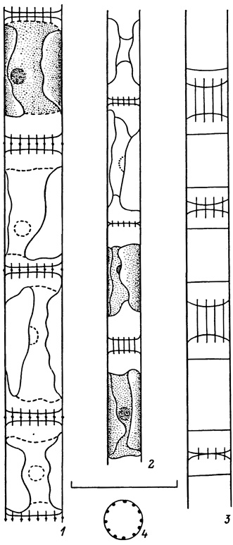. 5. 1-4 - Sceletonema subsalsum (A. CI.) Bethge : 1-3 -  , 4 - .   (-, , 1968). (: 10)