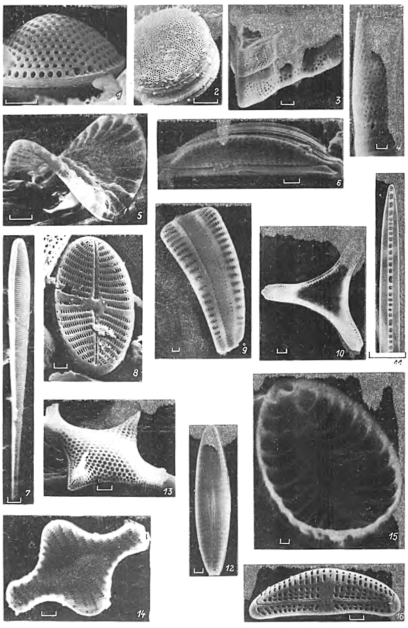  1. 1-6 -  : 1 -  (Pyxidicula zabelinae (Jouse) Makar. et Moiss.), 2 - - (Thalassiosira eccentrica (Ehr.) CI.), 3 -  (Entogonia weissii Ehr.), 4 -  (Aulacosira granulata (Ehr.) Simonsen var. curvata (Grun.) Simonsen), 5 -  (Campylodiscus clypeus Ehr. var. biocostatus (W. Sm.) Hust.), 6 -     (Amphora aff. acutiuscula Kiitz.); 7-16 -  :. 7 -  (Licmophora sp.), 8 -  (Achnanthes sp.), 9 -  (Rhoicosphenia curvata (K???tz.) Grun.), 10 -  (Trinacria simulacrum Gr. et St.), 11 -  (Bacillaria paradoxa Gmel.), 12 -  (Navicula sp.), 13 -  (Triceratium unguiculatum Grev.), 14 -  (Fragilaria sp.), 15 -  (Surirella ovalis Breb.), 16 -  (Amphora pediculus Kiitz.). (; : 1-3, 5, 10, 11, 13 - 10 mkm, 4, 6-9, 12, 14-16 - 1 mkm; 1, 2, 4, 5, 8, 9, 11, 12, 14, 16- . . . ; 3, 13 - . . . , 6, 7 - , 1987, 10 - . . . , 15 - . . . )