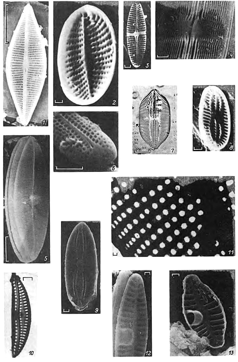  3. 1-2 -   (1 - Navicula halophila (Grun.) Cl., 2 - Cocconeis placentula Ehr. var. lineata (Ehr.) Cl.); 3-  (Achnanthes brevipes Ag. var. intermedia (Kiitz.) Cl.); 4 -    (Proschkinia complanatoides (Hust.) Kar.); 5 -    (Mastogloia lanceolata Thw.); 6 -   (mphipleura scopulorum (Breb.) Cox f. belgica (V. H.) Cox); 7, 8,10 -   (7 - Lyrella lyra (Ehr.) Kar. var. atlantica (A. S.) Kar., 8 - L. brachium (Hust.) Kar., 10 - Amphora sp.); 9 -    ,    (Lyrella pygmeae (Kiitz.) Makar. et Kar.); 11 -    (Lyrella pygmeae (Kiitz.) Makar. et Kar.); 12,13 -  ,     (Achnanthes rostrata 0strup). (1-6, 8, 9, 12, 13 - , 7 - CM, 10,11 - ; : 1, 5-1, 10- 10 , 2-4, 8, 9, 11-13 - 1 ; 1-6, 8-11 - . . . , 7 - -, 1963,12,13 - . . . )