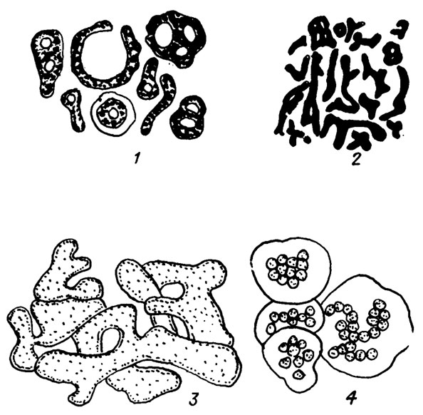 . II. 1.      Microcystis aeruginosa (Kutz) Elenk.   ( . .   . /1953/). 1, 3 -    ,     ,  -  ; 2 -   ,    -       ,      ,        ; 4 -         