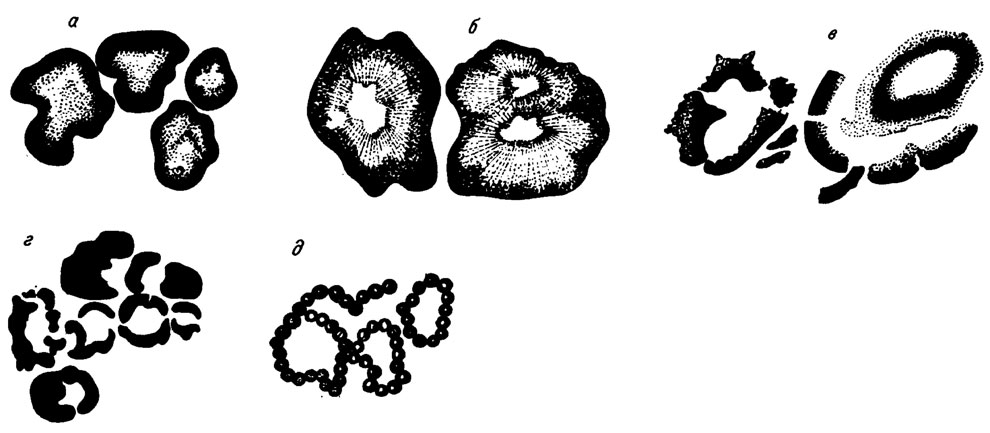 . II. 4.  .  - Renalcis gelatinosus Korde,  - R. granosus Vologd.,  - R. polymorphus Masl.,  - R. pectunculus Korde,  - R. levis Vologd