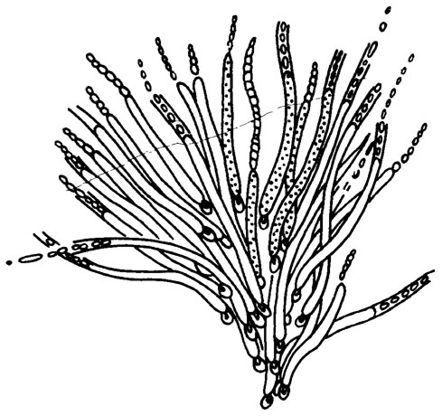 . II. 12.     Gloeotrichia pisum (Ag.) Thur. /..., 1953/