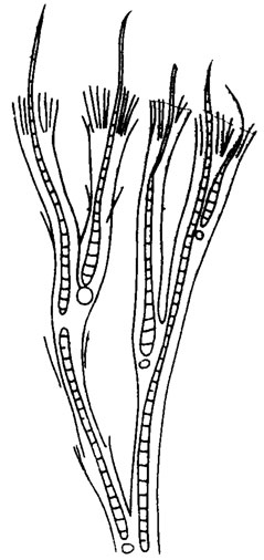 . II. 13. . Calothrix gypsophyla (Kutz.) Thur. emend V. Poljansk.,    ,     '' /, 1936/
