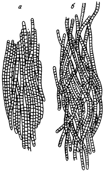 . II. 14.      Oscillatoria erythrea (Ehrenb.) Geitl. ()     Oscillatoria hildebrandtii (Gomonl) Oeitl. () /, 1948/