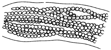 . II. 15.  Microcoleus chtonoplastes Thuret.      /, 1948/