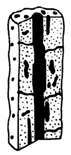 . III. 16. Bacilloporella uralica Masl. (nom. seminud.).   ;  , 