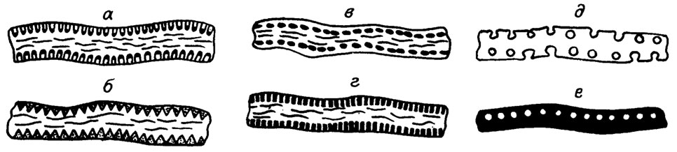 . III. 19.         Anchicodiaceae.  - Eugonophyllum;  - Anchicodium;  - Neoanchicodium;  -Ivanovia;  - Paradella; e - Calcifolium ( . .  /1974/,  )