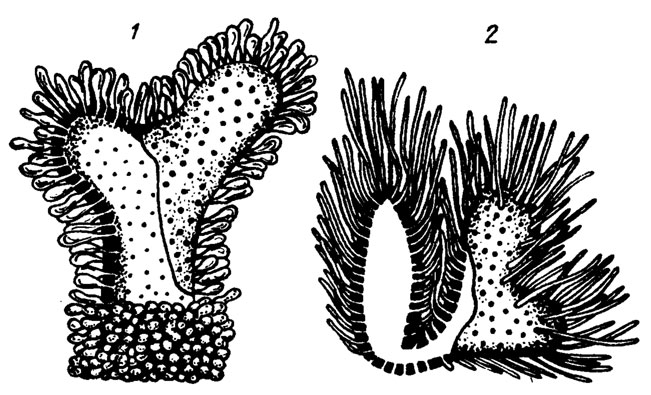 . III. 20.  Seletonella mira Korde (1)  Mejerella ramosa Korde (2);  ,  / , 1963/
