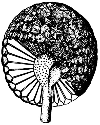 . III. 22. Cyclocrinus porosus Stolley.  ; , .-  /Pia, 1927/