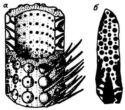 . III. 24. Cylindroporella (= Turkmeniaria) adducta (Mash).   ()       ();  ,  / , 1963/