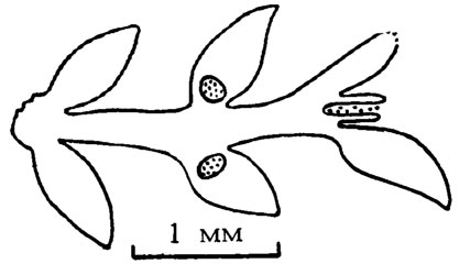 . III. 39. Lepidolancicula kakvensis Shuysky sp. nov.;    ,  /, 1973/