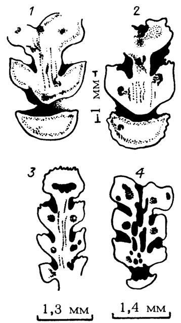 . III. 40. Lepidolancicula crassa Schirschova;   . 1 - . 1976/36 , 2 - . 1976/366, 3 -  1976/38, . 733/521;   ; ,  .  , . 1976 /, , 1985/; 4 - . 1976/36 , . 733/399-1,    ,  ; ,  