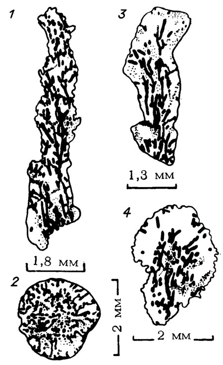 . III. 46. Funiculus venosus Shuysky et Schirschova, gen. et sp. nov.     . 1 -  ,  1976/400, . 727/122;    ,  ,  , ,  ; 2 -  , . 1976/401, . 638/278, 5;   ,  , ,  ; 3 -  , . 1976/109-1, . 634/80,2; - ;  , ,  ; 4 -  , . 4273/398;    ,  ;  , ,  .  
