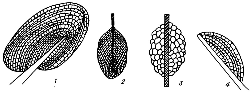 . IV. 3.     ,   . 1 - Chuvashovia; 2 - Fourstonella; 3 - Parastacheia; 4 - Eflugelia ( B. Mamet, A. Roux /1977/; D. Vachard, C. Montenat /1981/)