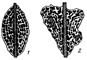 . IV. 4.     . 1 - Aoujgalia  2 - Stacheoides ( . Mamet, A. Roux /1977/)