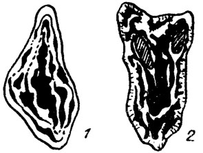 . IV. 8.           . 1 - Pseudostacheoides; 2 - Epistacheoides ( . Mamet, A. Roux /1977/)