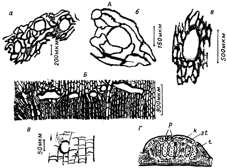 . IV. 14.      .  -  Solenopora spongoides (Dyb.) ( . .  /1956/):  -   ,  -   ,  -    ;  -   ,      Solenopora (Neosolenopora) multiformis Bel. ( . .  /1966/);  -  (?)     Parachaetetes (Tomilithon) johnsoni Masl. ( . .  /1962/);  -      ( . .  /1956/): t - , k - , p - , st -  