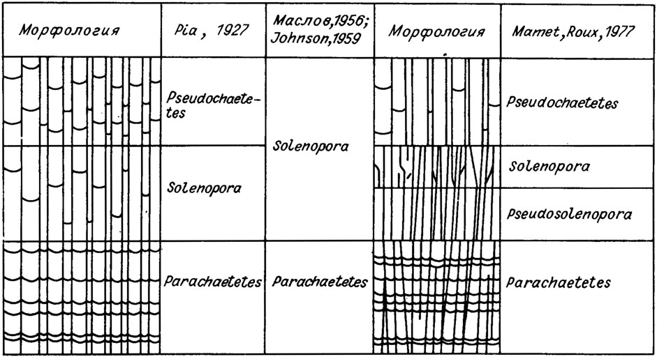 . IV. 18.     Corallinaceae   ( . Mamet, A. Roux /1979/)