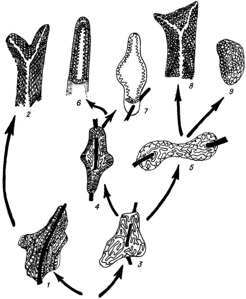 . IV. 21.      Stacheina ( . . Perret, D. Vacharcl /1977/).   : 1 - Stacheoides; 2 - Ungdarella; 3 - Sinustacheoides; 4 - Epistacheoides; 5 - Dromastacheoides; 6 - Pseudokomia; 7 - Roguesselsia; 8 - Komia; 9 - Amorphia