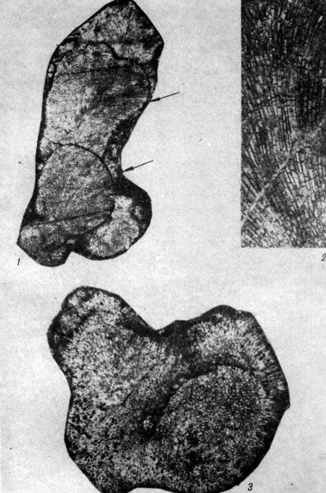  XVII.   Solenopora - S. koltubanensis Tchuv. ( Solenoporaceae).         ;    , . . . 1.     ,       .   ,            ; . 8. . 2.   :              ; . 40. . 3.    .     ; . 40