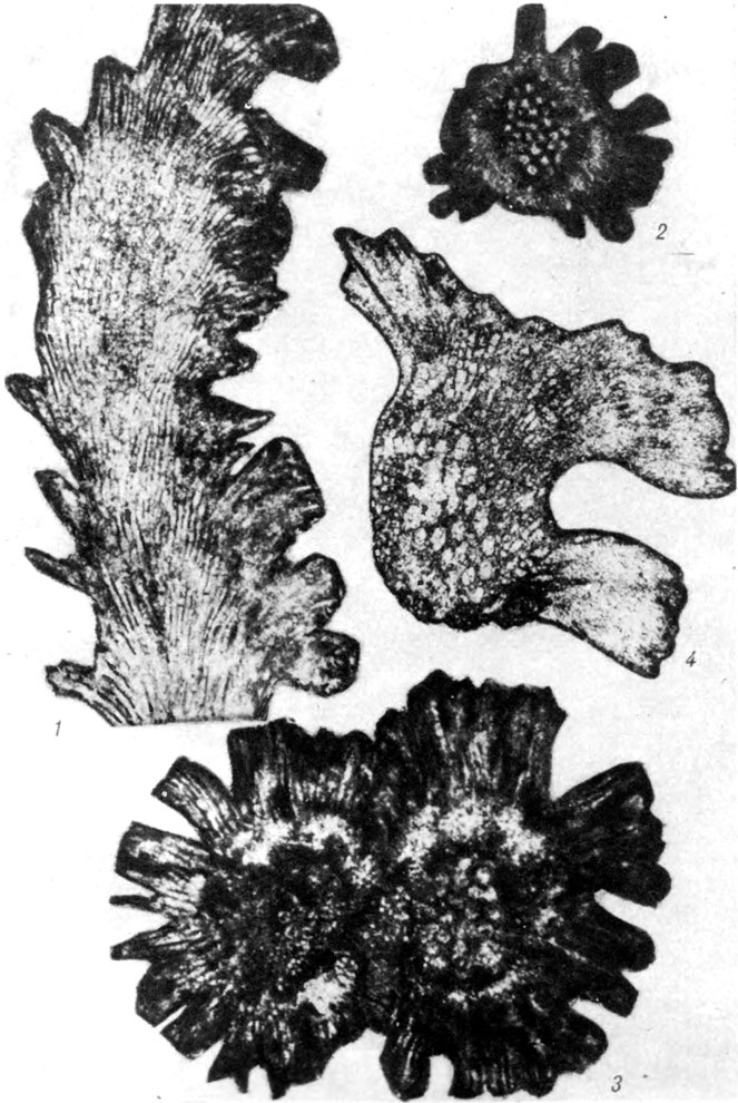  XIX.   Demidellaceae. . 1-3. Paralancicula parmense Schirschova;    ; . ;  ,   /, 1980/: 1 -        , . 20; 2 -   ;            , . 18; 3 -        ;          , . 24. . 4. Paralancicula fibrosa Shuysky.   ,      , . 17;    , .  ;  ,  