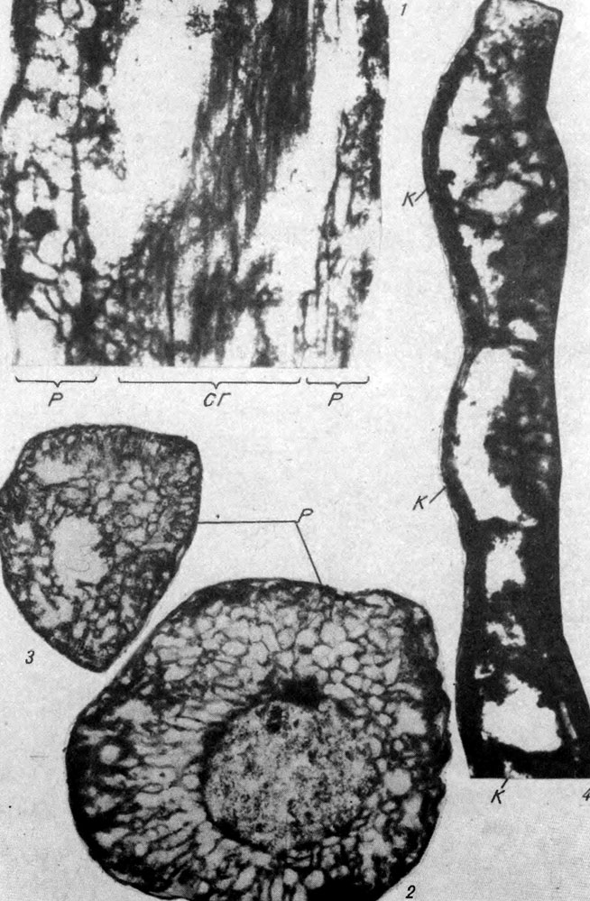  XXII.   Lysvaellaceae. Lysvaella partita Tchuvashov;    . . 1.    .    ,     (),  ,     ();    ;    , . 85. . 2.   .         ;    , . ;    , . 80. . 3.    .    , . 60;    , . . . 4.      , . 30