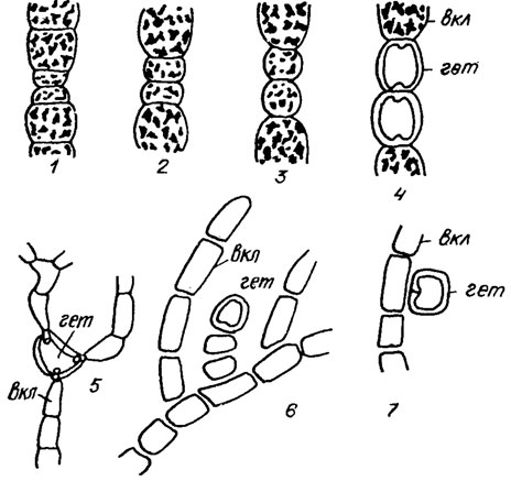 . 1.8. : 1-4 -     Anabaenopsis arnoldli Aptek.: 5 -     Brachytrichia balani (Lloyd) Born, et Flan.; 6, 7 -  Nostochopsis lobatus Wood. (6 -      ; 7 - ,  , ,      );  -  ;  - 