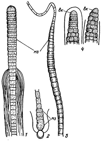 . 1.14.     (' '): 1 -  (Scytonema myochrous (Dillw.) Ag.); 2 -  (Calothrix wembaerensis Hieron. et Schmidle); 3 -  (Rivularia haematites (D. C.) Ag.); 4 -    ''  (Stigonema sp.)    ;  - '' ;  -  