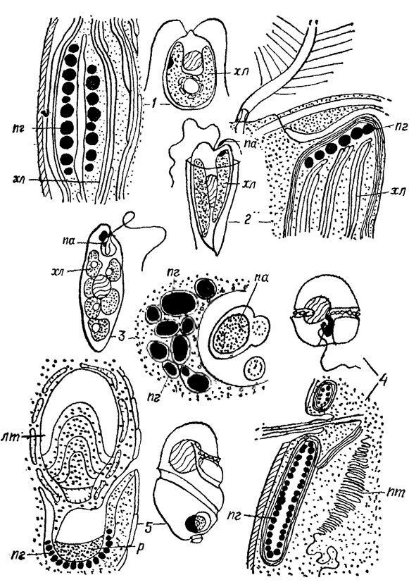 . 1.36.   : 1 -  I  (Chlamydomonas); 2 -  II  (Dinobryon); 3 -  III  (Euglena); 4 -  IV  (Glenodinium). 5 -  V  (Nematodium);  -  ;  - ;  -  ;  -  ;  -  ;  - 