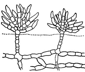 . 1.39.    (Fritschiella tuberosa Iyengar)