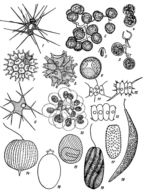 . 4.2.  Chlorococcocales  Euglenophyta,    : 1 - Micractinium pusillum Fres.; 2-6 - HeleochlorispallidaKorsch.; 7 - Pediastrum boryanum (Turp.) Menegh.; 8 - Sorastrum sprinulosum Nag.; 9 - Polycdtiopsis spinulosa (Schmidle) Schmidle; 10 - Dictyosphaerium tetrachotomum Printz; 11 - Scenedesmus intermedius Chod. var. balatonicus Hortob.; 12 - S. gutwinskii Chod. var. heterospina Bodrogk.; 13 - S. microspina Chod.; 14 - Phacus monilatus Stokes; 15 - Lepocinclis globula Perty; 16 - Tracheiomonas bernardinensis W. Vischer em. Defl. f. acaudata Vetrova; 17 - T. conica Playf. var. ornata Asaul; 18 - Gyropaigne kosmos Skuja; 19 - Menoidium tortuosum (Stokes) Senn