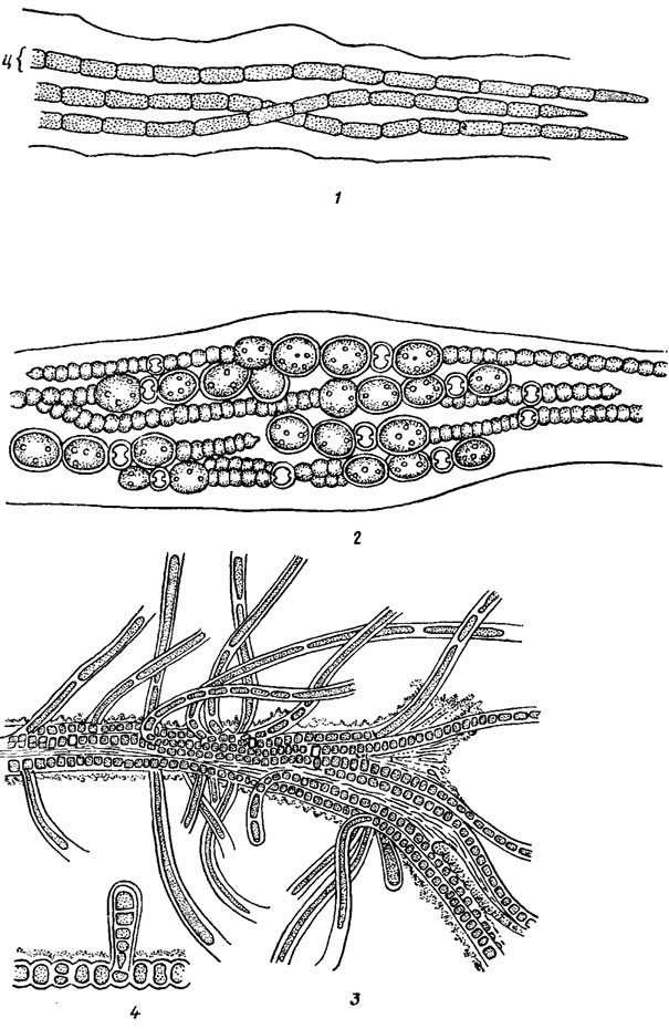 . 9.2.     (   )    : 1 - Microcoleus tenerrimus Gom. (Oscillatoriales;  - ); 2 - Anabaena solicola Kondrat. (Nostocales); 3, 4 - Fischerellopsis harrissii Fritsch (Stigonematales)