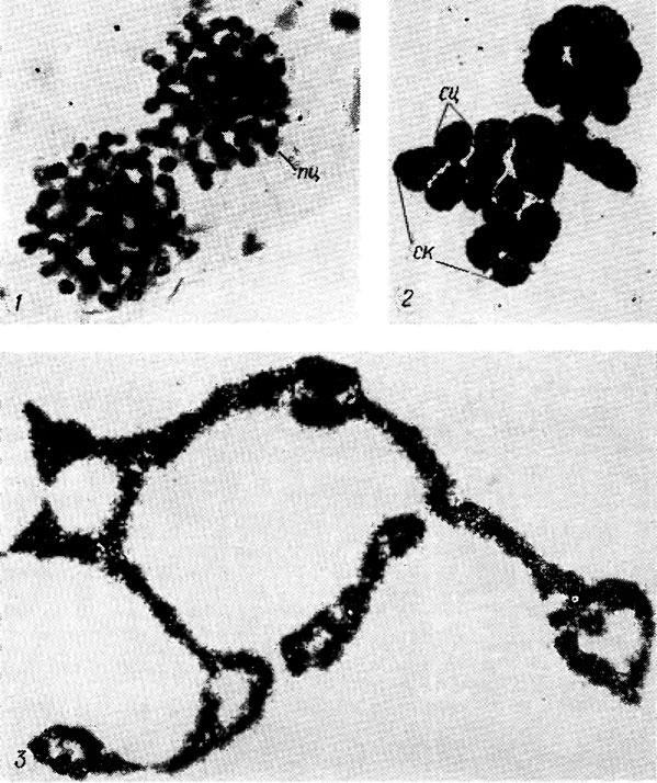 . 9.3. Microcystis aeruginosa Kutz. em. Elenk. f. aeruginosa: 1 - st. simplex; 2 - st. viridis; 3 - st. seriptus ( - ''  ,  -  ;  -  )