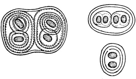 . 9.8. Gloeothece rupestris (Lyngb.) Born. f. rupestris