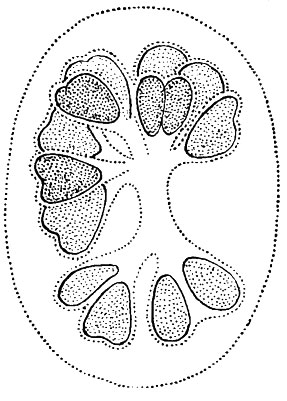 . 9.11.  Gomphosphaeria aponfna Kutz. f. cordiformis (Wolle) Elenk