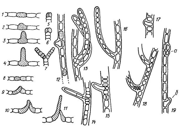 . 9.33.     : 1-4 -   ; 5-7 -  ; 8-11 - -   Mastigocladus laminosus Cohn; 12-19 -     Hapalosiphon fontinalis (Ag.) Born. em. Elenk. (12, 15, 19, a -     ,          ; 19,  -          )