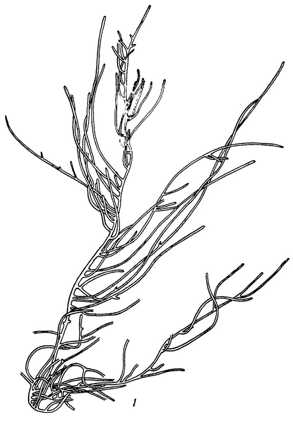 . 9.34. Hapalosiphon fontinalis (Ag.) Born. em. Elenk.: 1 -   