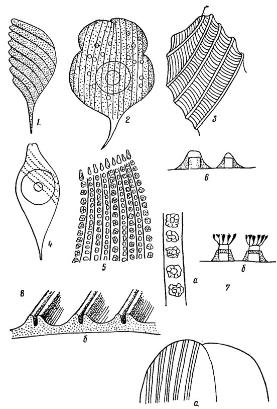 . 10.1.    : 1 -  ; 2 -  ; 3 -      ; 4 -  ; 5-7 -  Euglena spirogyra Ehr. var. fusca Klebs (6 -  ,  ; 7 -  ,   ()   ()); 8 -   Phacus curvicauda Swir. ( -  ,  -  )